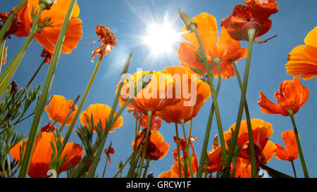 Pavot de californie Eschscholzia californica, Papaveraceae avec Ciel bleu ensoleillé Banque D'Images