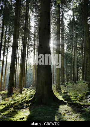 Les rayons d'une journée d'octobre dans la forêt Banque D'Images