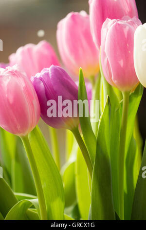 Bouquet de tulipes en rose , Mauve et blanc Banque D'Images