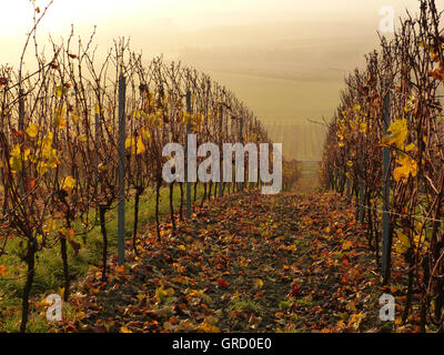 Tôt le matin dans la région de vin, vignoble d'automne Rheinhessen, Rhénanie-Palatinat, Allemagne, Europe Banque D'Images