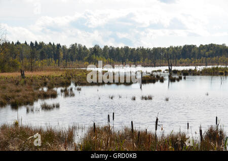 La renaturation dans Moss, Schwenningen Villingen-schwenningen, Allemagne, Europe Banque D'Images