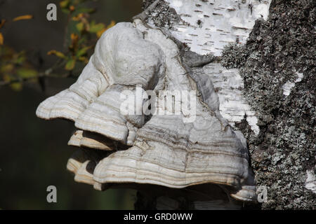 Grand arbre champignon sur un tronc de bouleau Banque D'Images