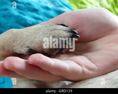 Dog Paw est dans la main de l'homme, chien donne patte, symbole de l'Amitié, Détail Banque D'Images