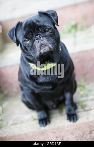 Oscar Pug noir assis dans les escaliers et à la triste le maître ou maîtresse derrière Banque D'Images