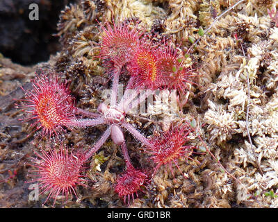 Le rossolis commune, plante carnivore, Drosera rotundifolia Banque D'Images