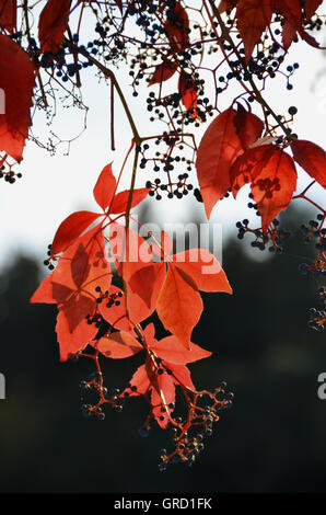 Vigne vierge en automne feuillage rouge Banque D'Images