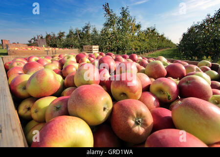 Récolte des pommes à Hofheim Allemagne Banque D'Images