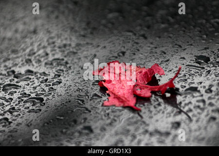 Impressions d'automne avec une feuille d'érable rouge sur une voiture des pluies Banque D'Images