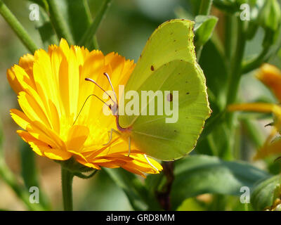 Brimstone Butterfly On Flower Marigold, Gonepteryx Rhamni sur Calendula officinalis Banque D'Images