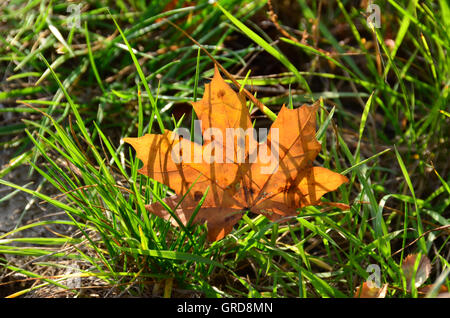 Feuille d'érable d'automne dans l'herbe verte Banque D'Images