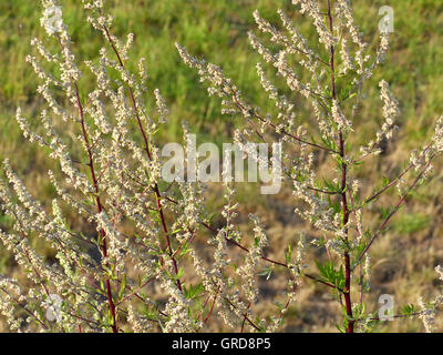 L'armoise, Artemisia vulgaris, plante médicale Banque D'Images