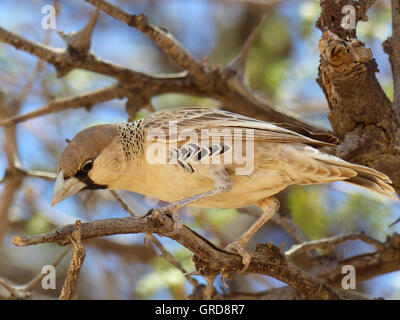 Weaver Bird, homme, des Cuculidae Banque D'Images