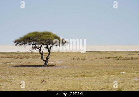 Acacia dans la cuvette d'Etosha, Namibie Banque D'Images