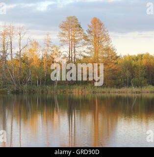 En automne Schwenninger Moss Banque D'Images