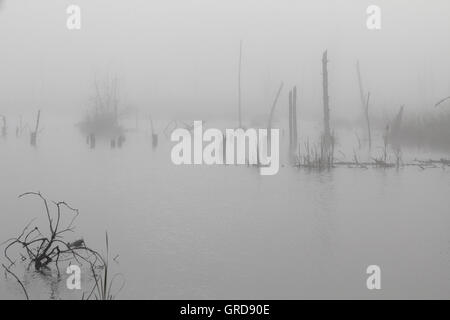 Matin brumeux dans Moss Schwenninger Banque D'Images