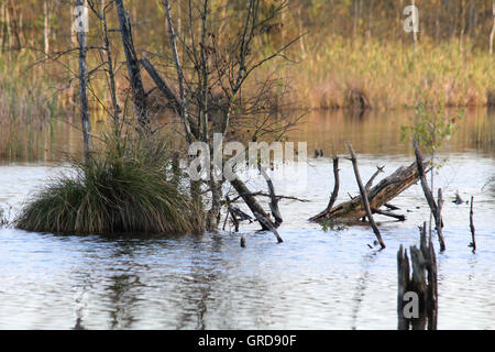 La renaturation de Schwenninger Moss Banque D'Images
