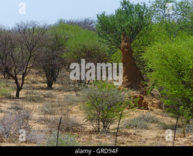 Termitière entoure un arbre Banque D'Images