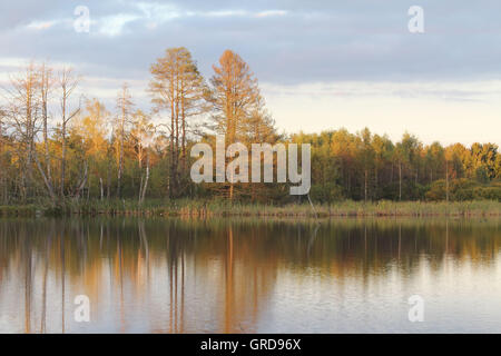 En automne Schwenninger Moss Banque D'Images