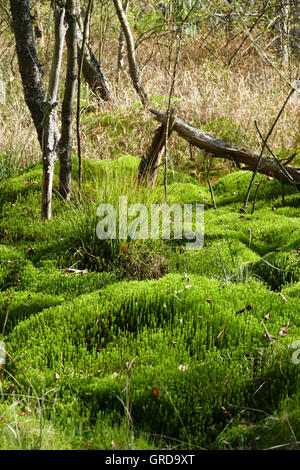 Moss Schwenninger, Moss coussin dans la Lande Banque D'Images