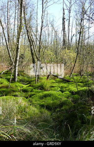 Moss Schwenninger, Moss coussin dans la Lande Banque D'Images