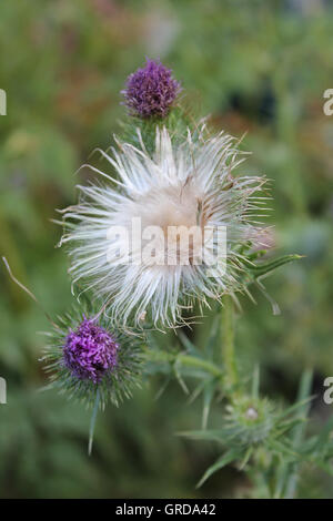 Spear Thistle, Cirsium vulgare Banque D'Images