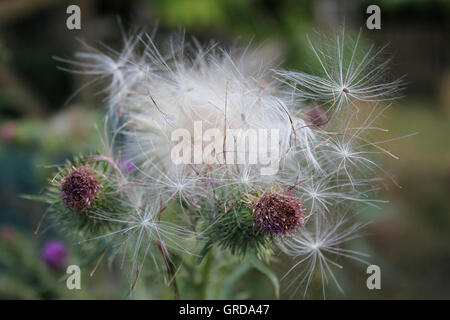 Spear Thistle, Cirsium vulgare Banque D'Images