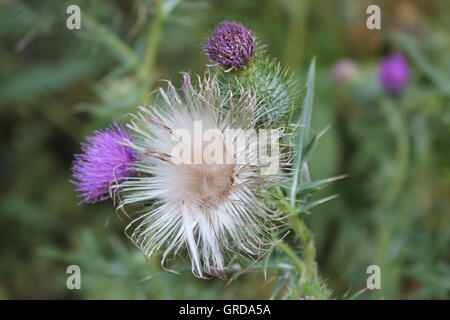 Spear Thistle, Cirsium vulgare Banque D'Images