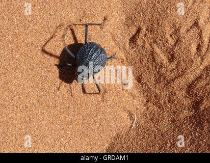Beetle dans le sable du désert Banque D'Images