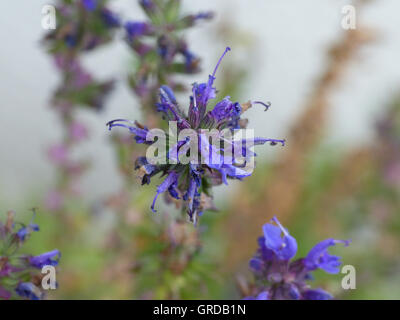 La lavande vraie, Lavandula angustifolia Banque D'Images