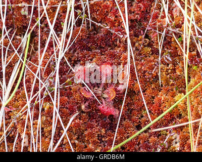 Le rossolis commune, plante carnivore, Drosera rotundifolia Banque D'Images