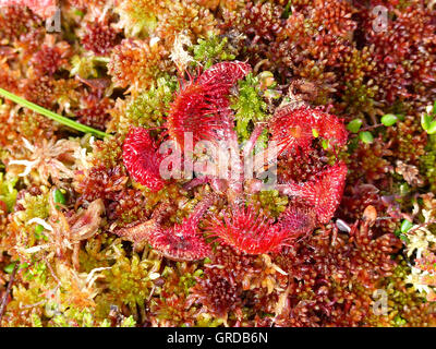 Le rossolis commune, plante carnivore, Drosera rotundifolia Banque D'Images