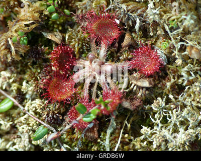 Le rossolis commune, plante carnivore, Drosera rotundifolia Banque D'Images