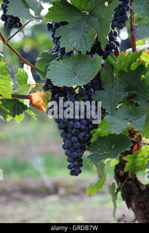 Bleu raisin mûr sur une vigne Banque D'Images