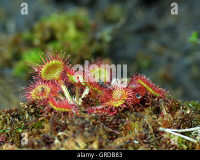 Le rossolis commune, plante carnivore, Drosera rotundifolia Banque D'Images