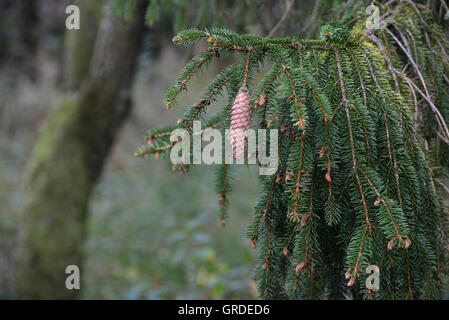 Epicéa commun avec cône Banque D'Images
