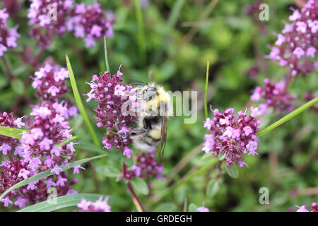 Mason Bee Sur la floraison du thym Banque D'Images