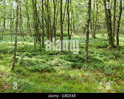 Bouleau pubescent des arbres, des herbes, les plants de bleuets dans la Red Moor, Rhoen, Hesse, Germany, Europe Banque D'Images