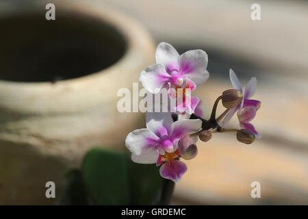 Fleurs d'orchidée dans un pot en argile Banque D'Images