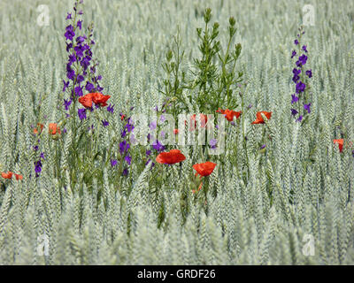 Coquelicots et maïs gesse des prés dans un champ de maïs Banque D'Images