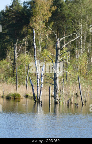 Moss Schwenninger, Villingen-Schwenningen, la renaturation de Moor, Bade-Wurtemberg, Allemagne, Europe Banque D'Images
