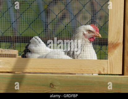 Poule Blanche dans le poulailler Banque D'Images