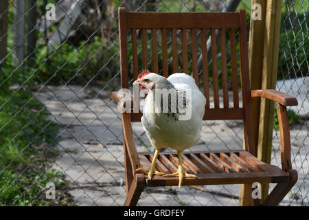 Lumière Sussex Poule debout sur une chaise de jardin Banque D'Images