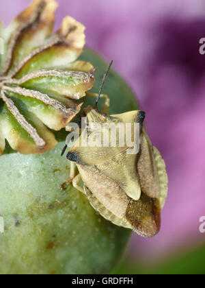 Green Shield Bug sur une capsule de pavot en face du fond violet Banque D'Images