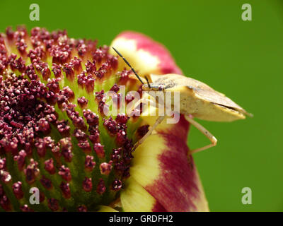 Fleur Avec Green Stink Bug, en face de fond vert, Macro Banque D'Images