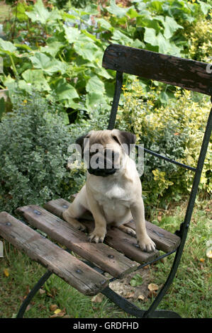 Carlin Beige chiot assis sur chaise de jardin Banque D'Images