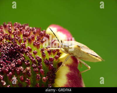 Fleur Avec Green Stink Bug, en face de fond vert, Macro Banque D'Images