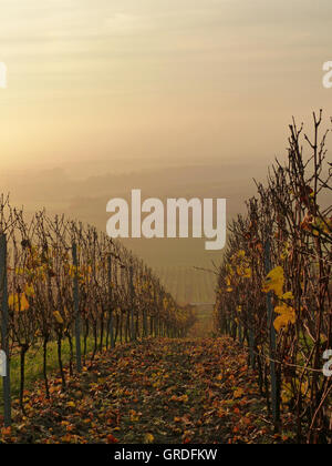 Tôt le matin dans la région de vin, vignoble d'automne Rheinhessen, Rhénanie-Palatinat, Allemagne, Europe Banque D'Images