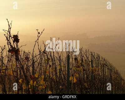 Tôt le matin dans la région de vin, vignoble d'automne Rhinhesse, Rhénanie-Palatinat, Allemagne, Europe Banque D'Images