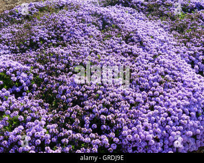 En fleur de thym commun Thymus vulgaris, Banque D'Images