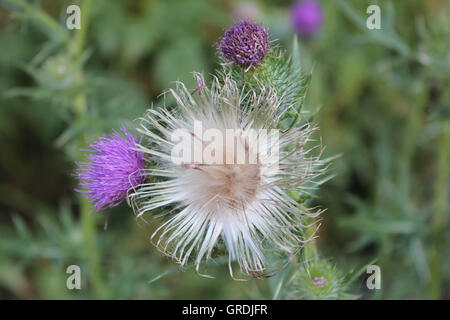 Spear Thistle, Cirsium vulgare Banque D'Images